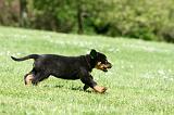 BEAUCERON - PUPPIES 326